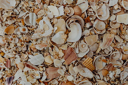 Sea shells on the beach, Algarve, Portugal thumbnail