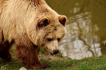 brown bear beside body of water during daytime thumbnail