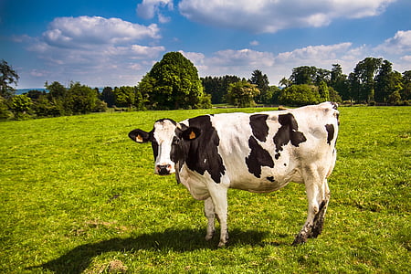 cow standing on green grass field thumbnail