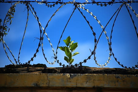 green plant in the middle of fences thumbnail