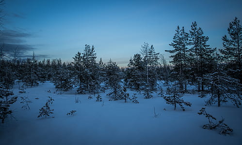 Green Pine Trees With Snow Photography thumbnail