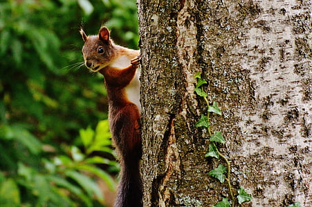 brown squirrel climbing up to the tree thumbnail