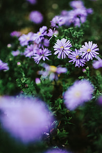 Purple flowers close-ups thumbnail