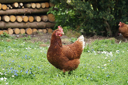 brown rooster standing on grass thumbnail