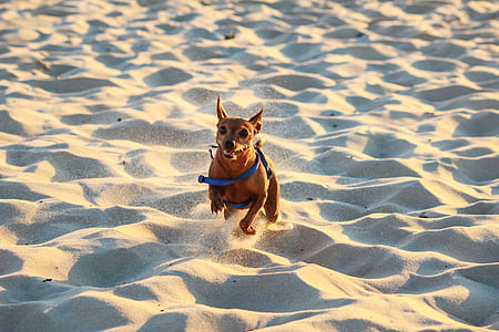 adult tan mini pinscher runs on sand thumbnail