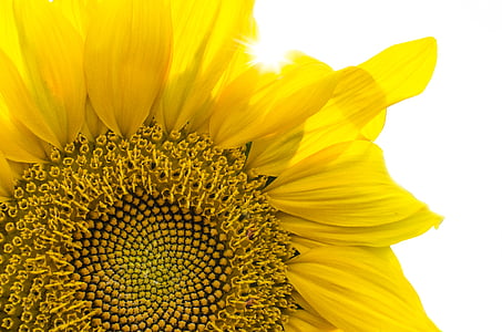 yellow sunflower thumbnail