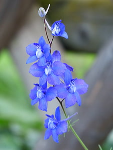 focus photo of blue petaled flowers thumbnail