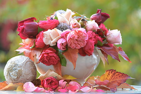 photo of red and pink roses thumbnail
