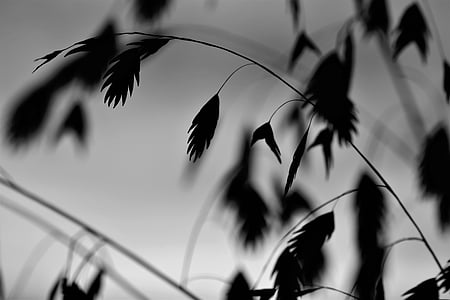selective focus photography of black leaves thumbnail