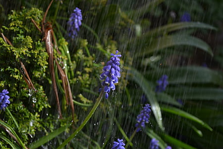 purple grape hyacinth flowers under rain thumbnail