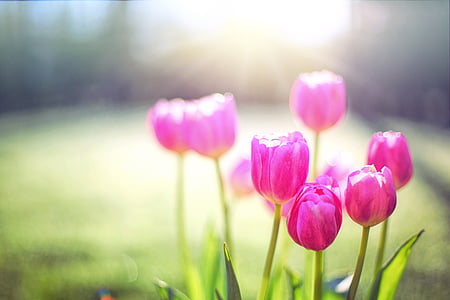 pink petaled flower thumbnail