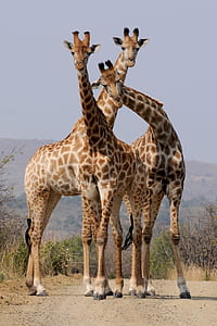 three giraffes standing in middle of field thumbnail