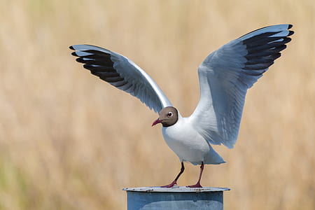 white bird perched on white metal rod thumbnail