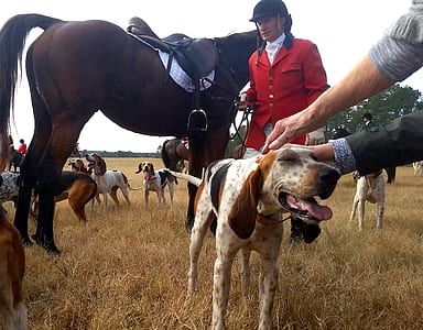 man standing beside horse in middle of group of dogs thumbnail