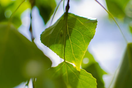 Close Up Photo of Green Leaf during Daytime thumbnail