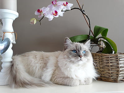 white Persian cat lying beside brown basket thumbnail