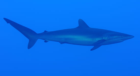 gray shark thumbnail