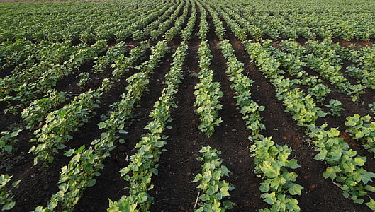 crop field thumbnail