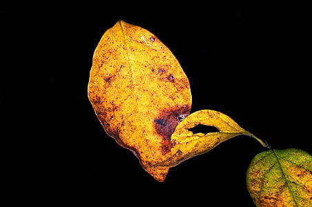 brown leafed plant thumbnail