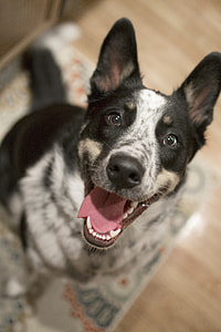 medium size short-coated white,brown and black short-coated dog close-up photo thumbnail