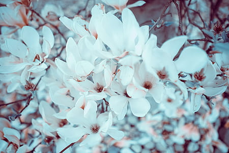 close-up photography of cherry blossom thumbnail