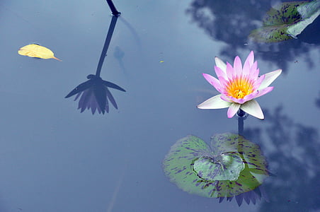 closeup photography of pink-and-white lotus flower thumbnail