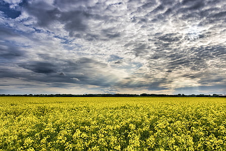 yellow petaled flower field under gray sky thumbnail