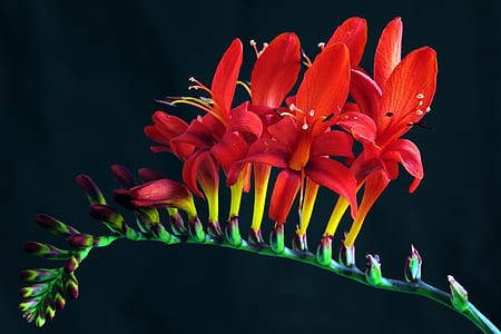 nature, red, flowers, petals thumbnail