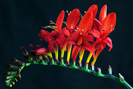 red freesia flowers macro photography thumbnail