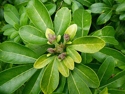 Choisya Ternata, Mexican Orange Blossom thumbnail