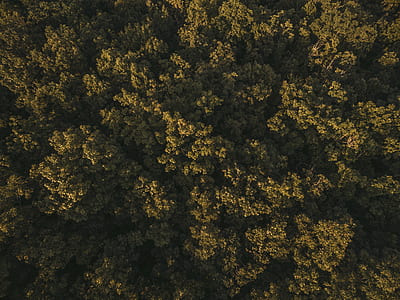 aerial view of forest thumbnail