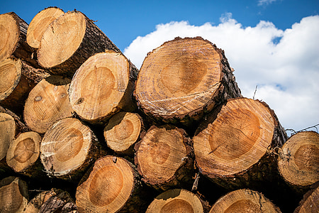 piled tree trunks at daytime thumbnail
