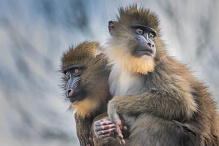 two brown monkeys on top thumbnail