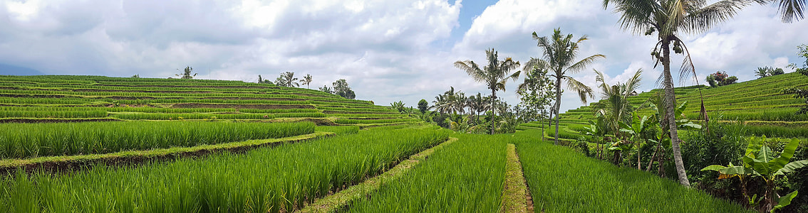 landscape photography of grass field thumbnail
