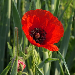 red poppy flower in bloom closeup photography thumbnail