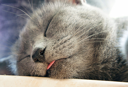 Russian blues kitten close-up photo thumbnail
