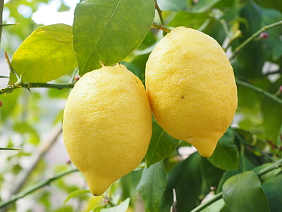 two yellow lemonade fruits thumbnail