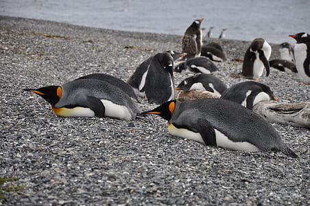 penguins on the beach thumbnail
