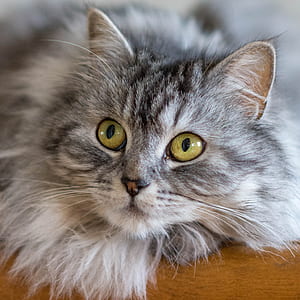 shallow focus photography of gray cat thumbnail