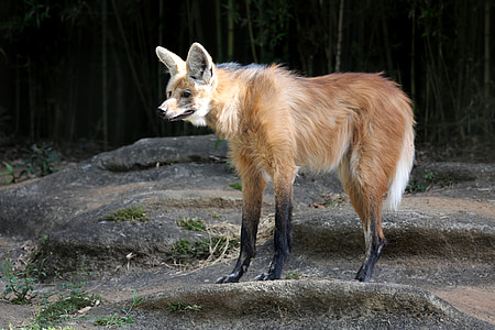 brown fox standing on brown soil during daytime thumbnail