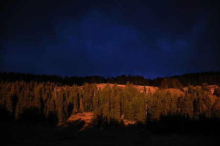forest in distant of mountain thumbnail