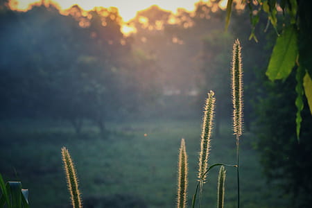 Green Plants during Sunrise thumbnail