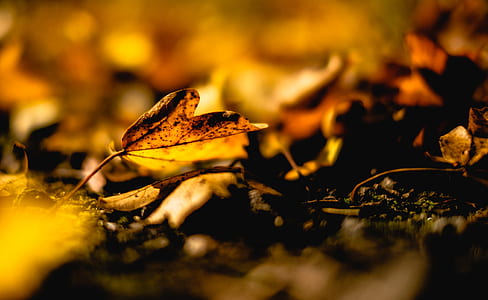 selective focus photo of dried leaves thumbnail