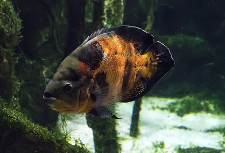 orange and black fish thumbnail