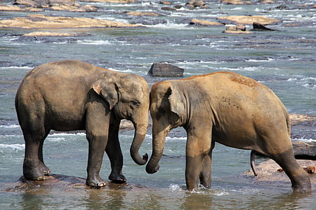 two elephant facing each other thumbnail