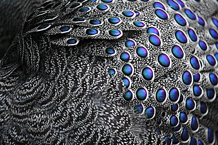 peafowl feathers thumbnail