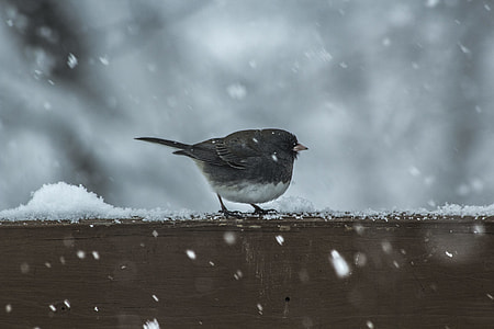bird birching on brown wood thumbnail