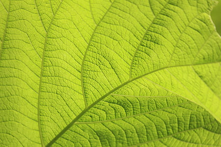 Micro Photography of Green Leaf thumbnail