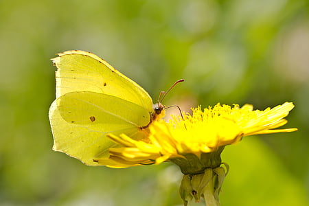 southern dogface butterfly perching on flower thumbnail
