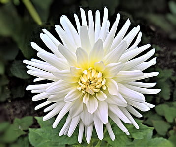 white petaled flowering plant thumbnail